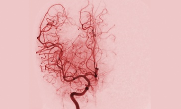 תמונת נושא מאמר